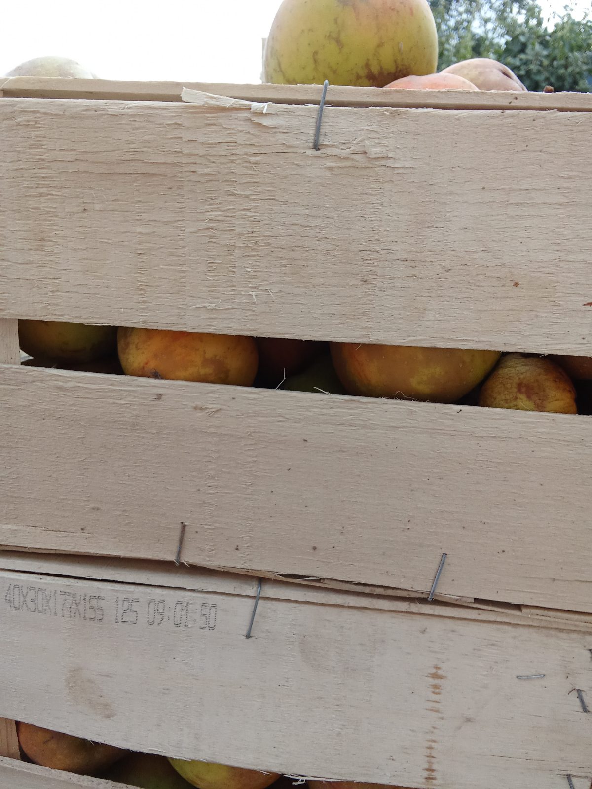 Fruit — pommes à jus (pommes)