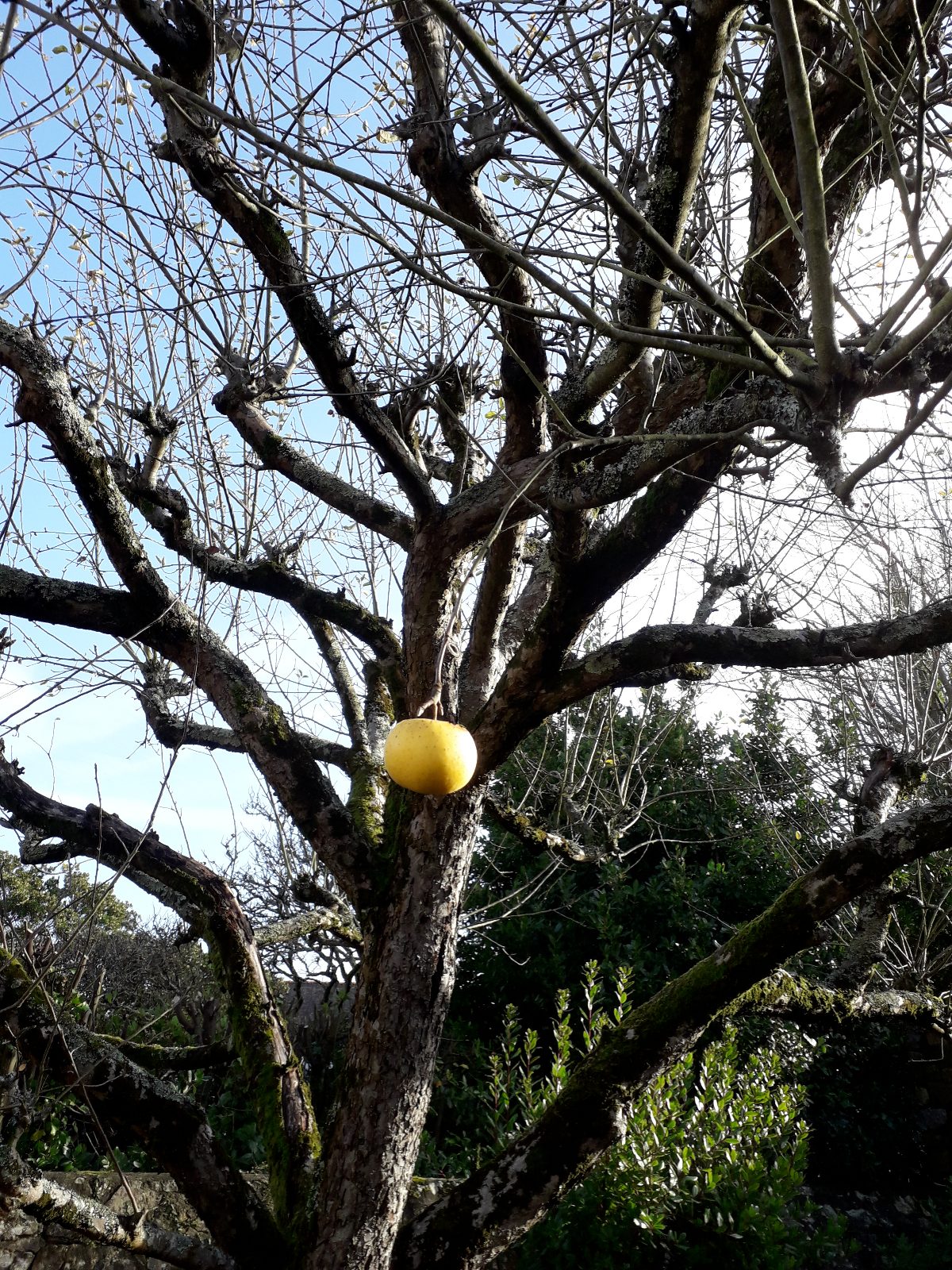 Fruit — pommes pour jus de pommes (pomme )
