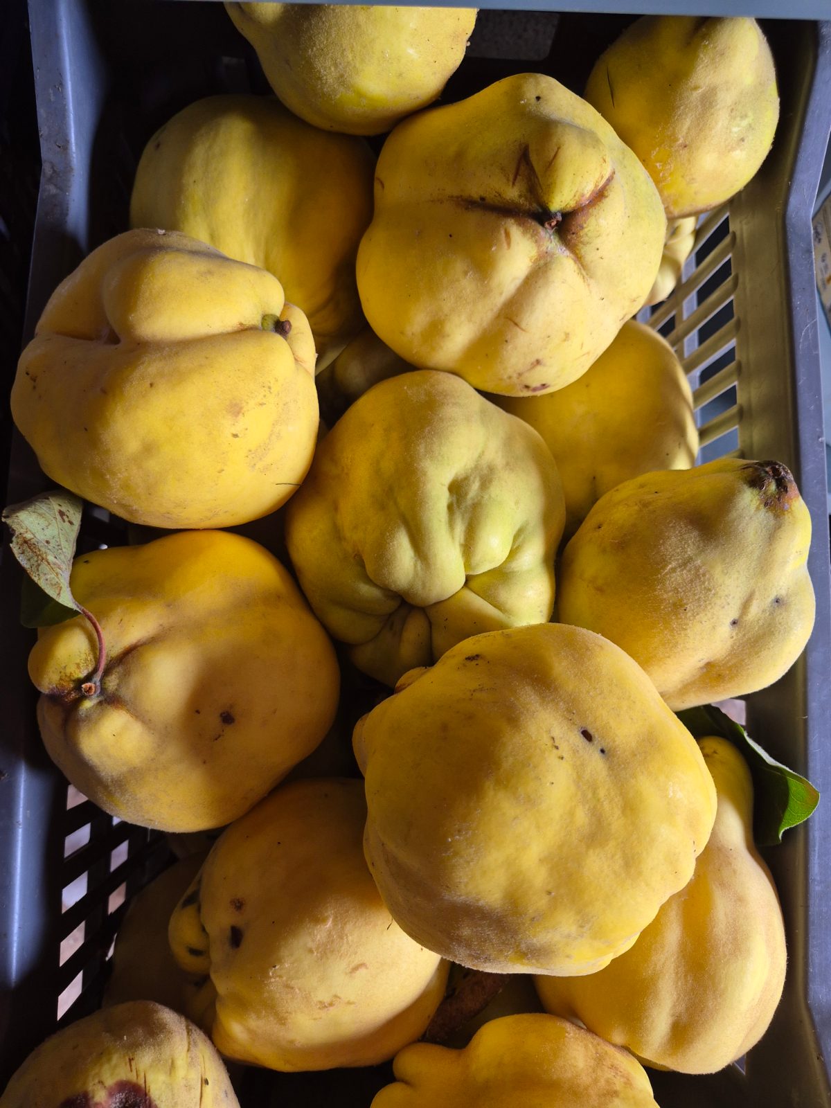 Fruit — Coings (Coings)