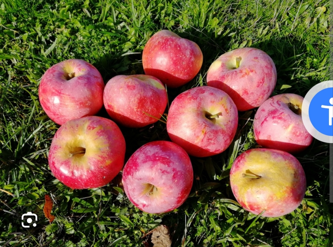 Fruit — Recherche pommes a jus (Pommes poires )
