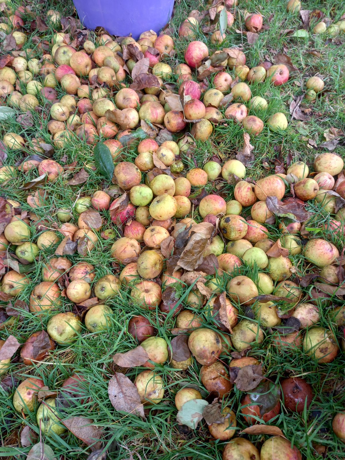 Fruit — Recherche pommes (Pomme)