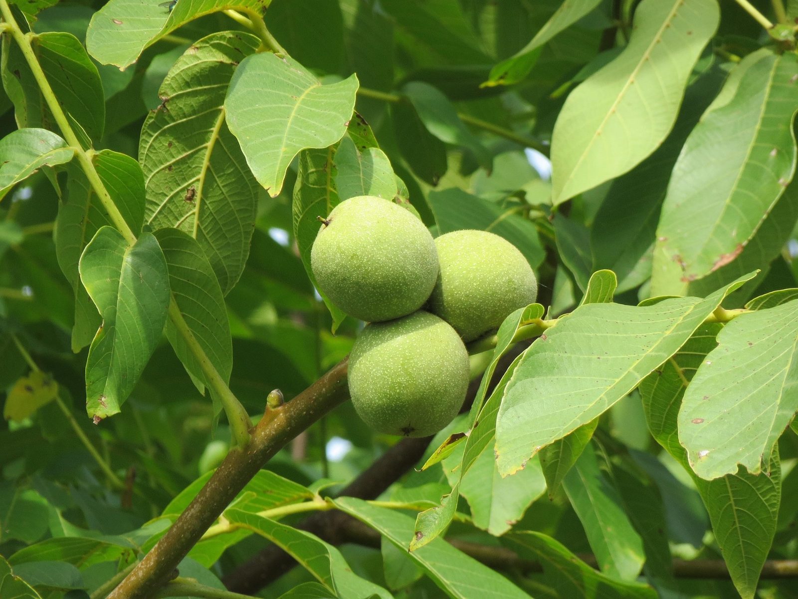Fruit — Échange noix (Noix)