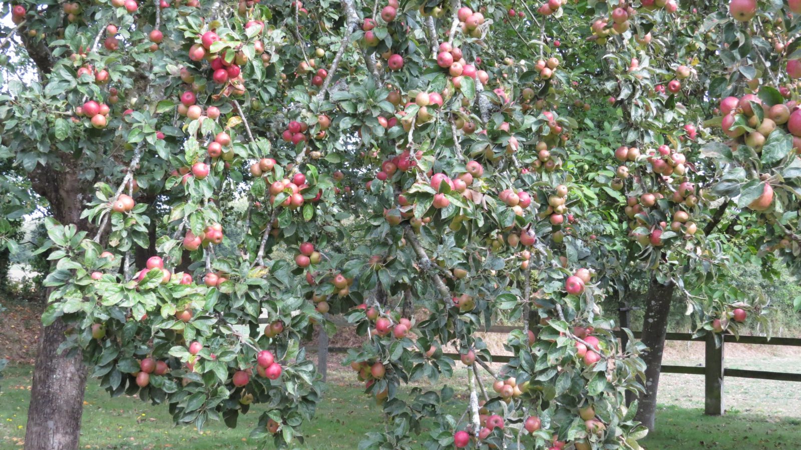 Fruit — Pommes à cidre ou à jus (Variées)