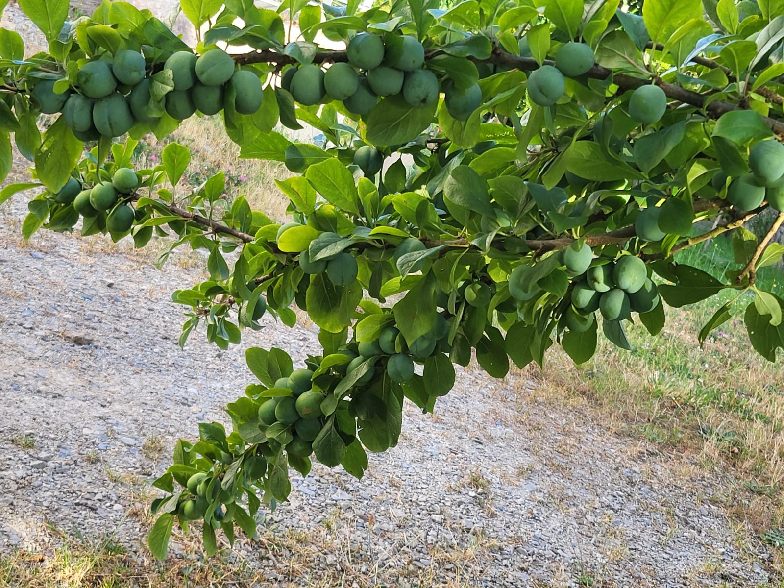 Fruit — Prunes de Saint-Antonin à échanger (Prune )